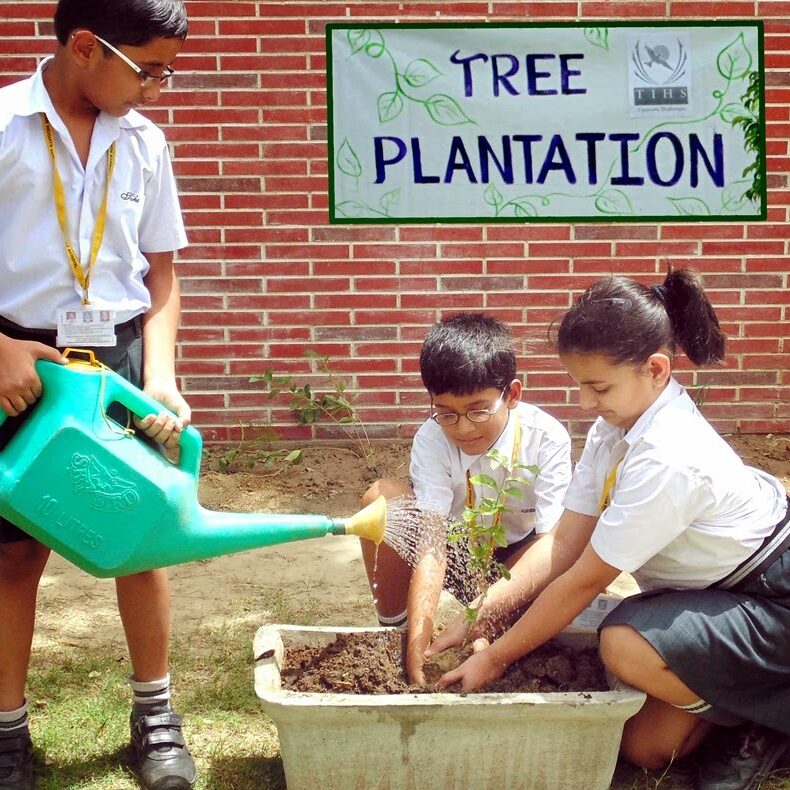 Tree-Plantation